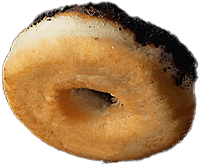 donut3.png