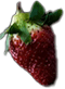fruit-6.png