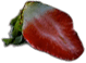 fruit-7.png