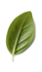 Leaf4.png - agence digitale Genève WebSite Genève