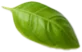 Leaf5.png - agence digitale Genève WebSite Genève