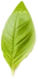 Leaf3.png - agence digitale Genève WebSite Genève