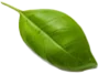 Leaf6.png - agence digitale Genève WebSite Genève