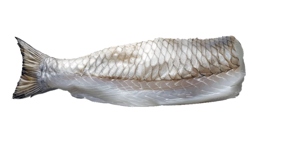 Seabass-fillet-1.png - agence digitale Genève WebSite Genève