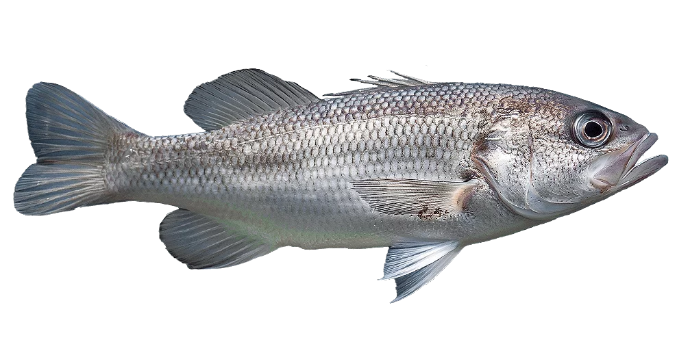 Seabass.png - agence digitale Genève WebSite Genève