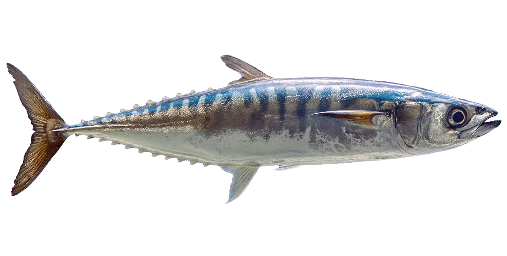Mackerel.png - agence digitale Genève WebSite Genève
