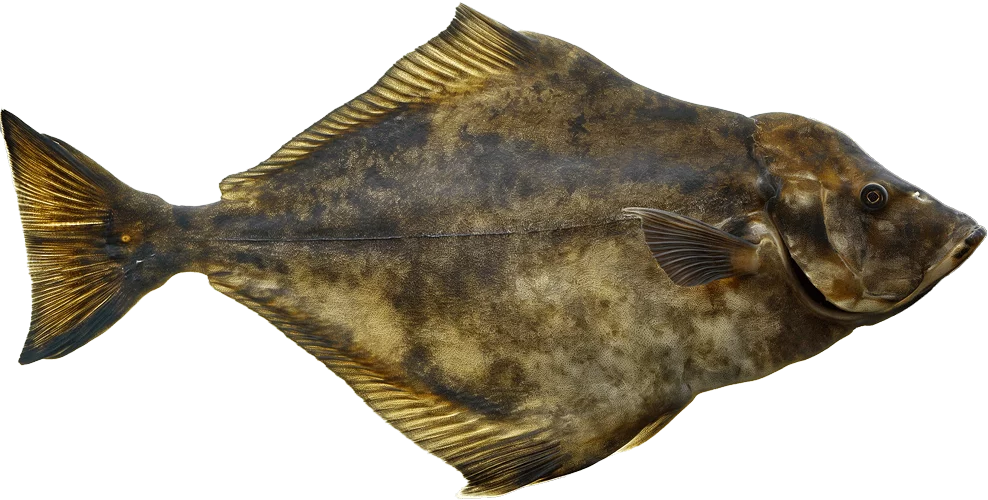 Halibut.png - agence digitale Genève WebSite Genève