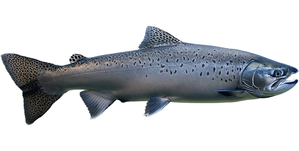 Salmon-1.png - agence digitale Genève WebSite Genève
