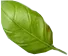 Green_0000_1.png - agence digitale Genève WebSite Genève