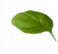 Green_0001_2.png - agence digitale Genève WebSite Genève