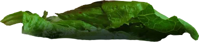 Letuce.png - agence digitale Genève WebSite Genève