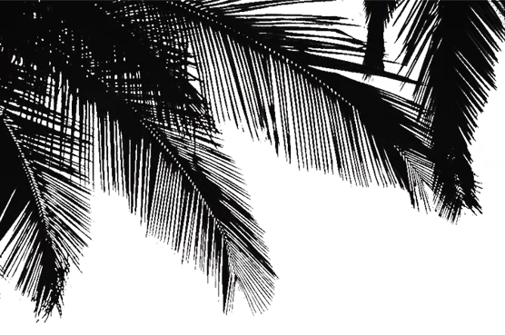 Palm-black-left.png - agence digitale Genève WebSite Genève